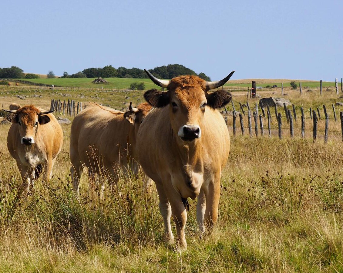 aubrac